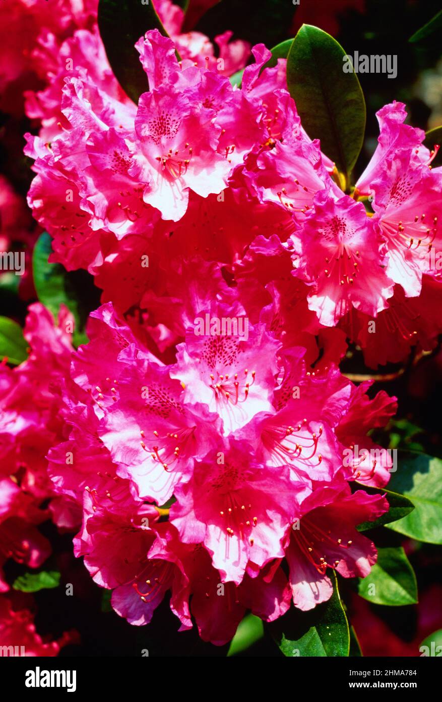 Rododendro, Foto Stock