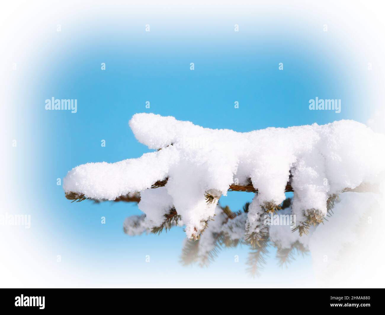 Ramo di abete rosso coperto di neve appena caduta Foto Stock