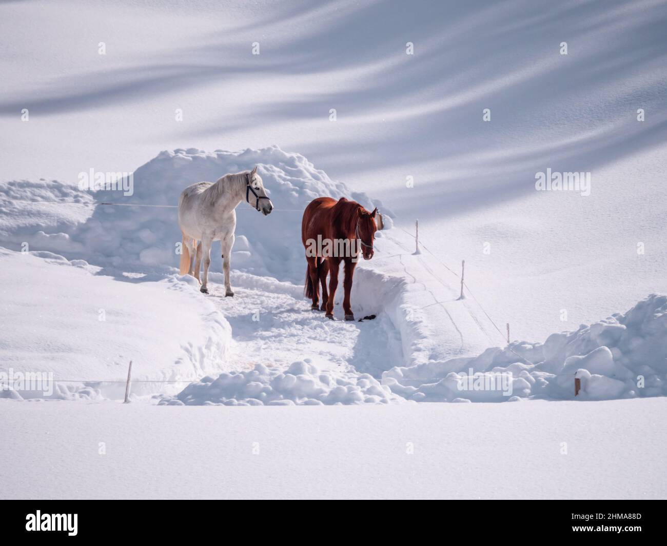 Cavallo bianco e marrone nel mezzo di un paesaggio invernale innevato Foto Stock