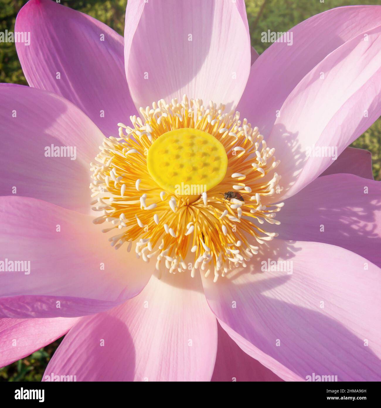 Un'ape di miele che raccoglie polline su fiore di loto rosa in piena fioritura in una mattinata estiva. Primo piano. Vista dall'alto. Foto Stock