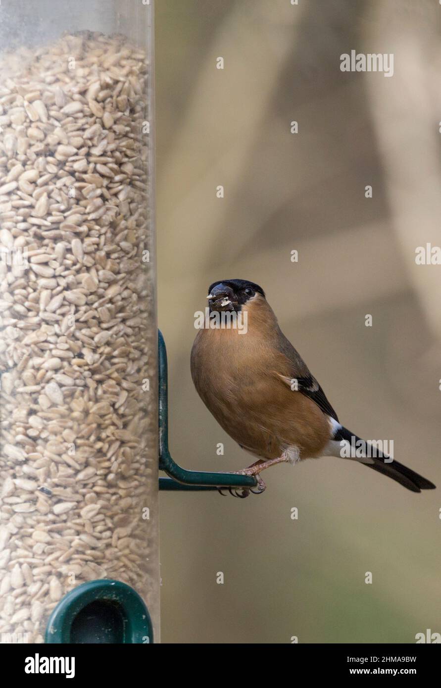 Bullfinch (Pyrhula pyrrhula) femmina primavera piumaggio testa nera ali e coda grigio posteriore noioso salmone rosa guance e parte inferiore bianco groppa testardo becco Foto Stock