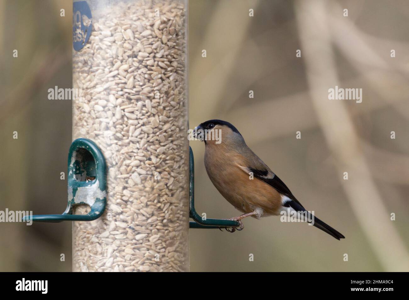 Bullfinch (Pyrhula pyrrhula) femmina primavera piumaggio testa nera ali e coda grigio posteriore noioso salmone rosa guance e parte inferiore bianco groppa testardo becco Foto Stock