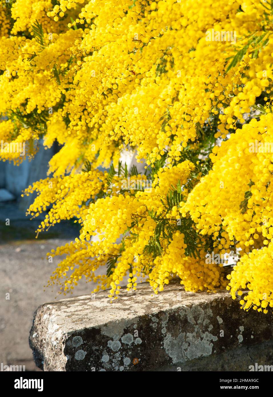 Acacia Dealbata (Mimosa) fiorini gialli luminosi Foto Stock