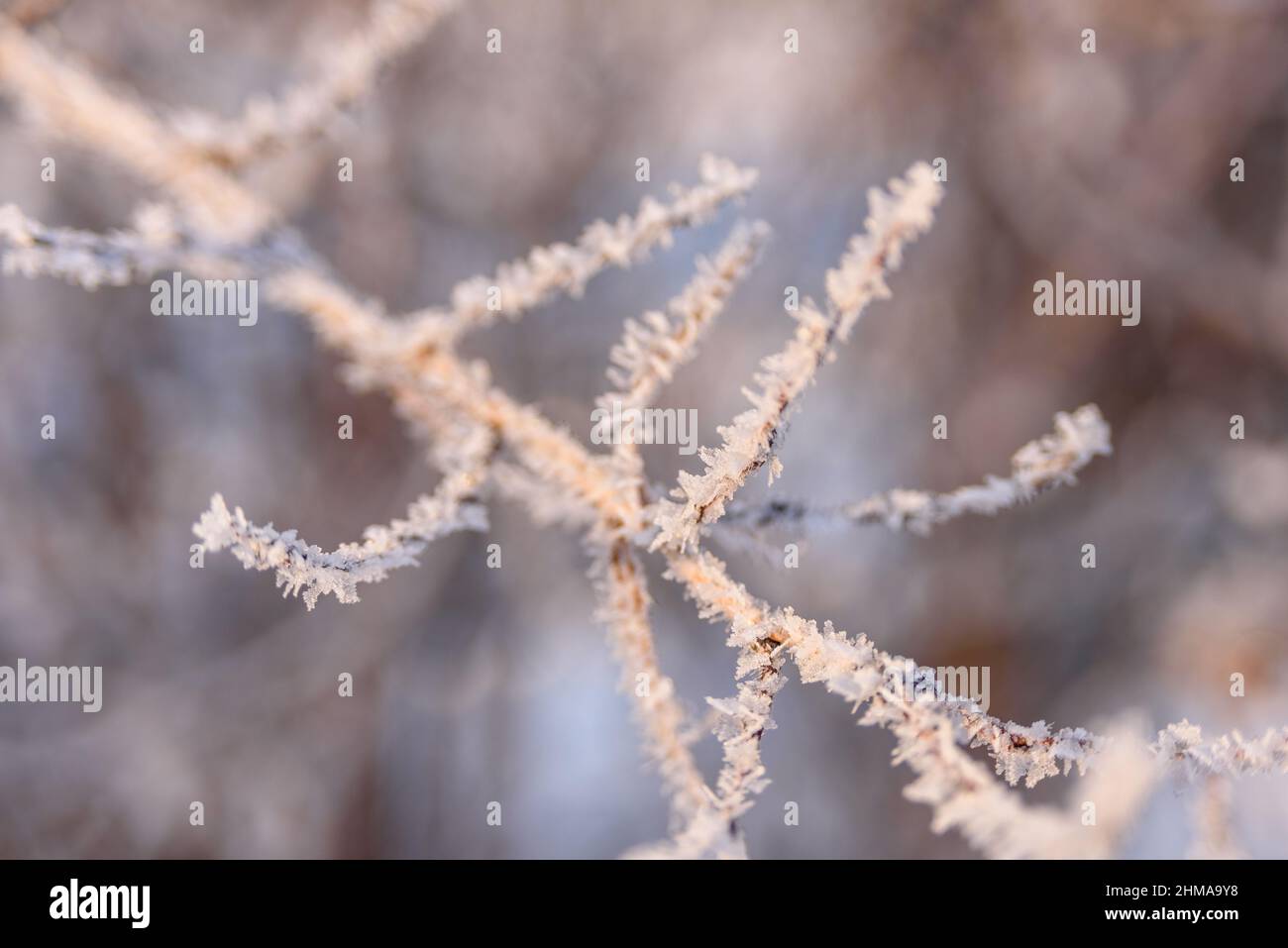 Rami di albero ricoperti di gelo con luce del tramonto, macro Foto Stock