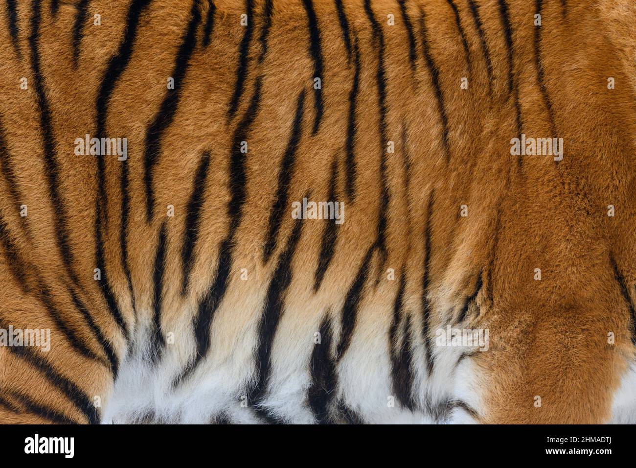 Modello Tiger. Vera pelliccia pelle texture. Sfondo della tessera del motivo di stampa animale Foto Stock