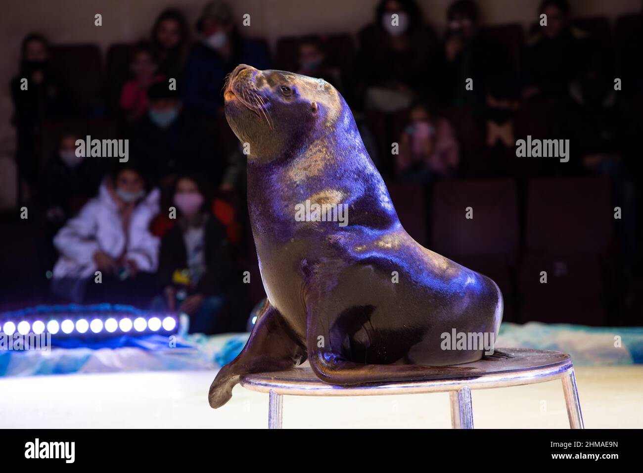 esecuzione dello spettacolo nel circo di foca in pelliccia Foto Stock
