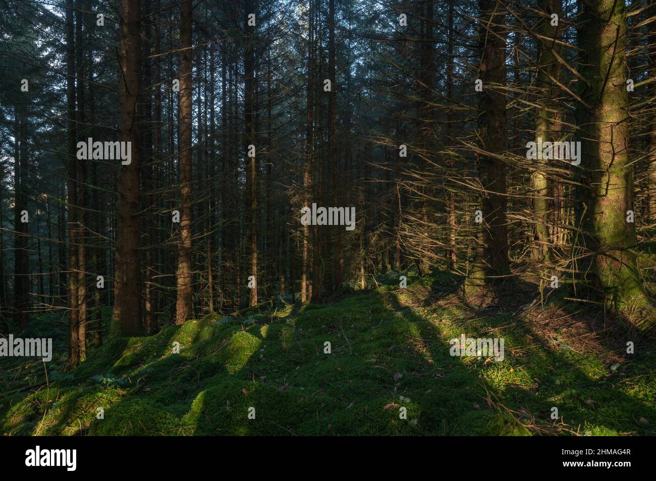 Piantagione di conifere Sitka. Mynydd Llanybyther, foresta di Brechfa. Foto Stock
