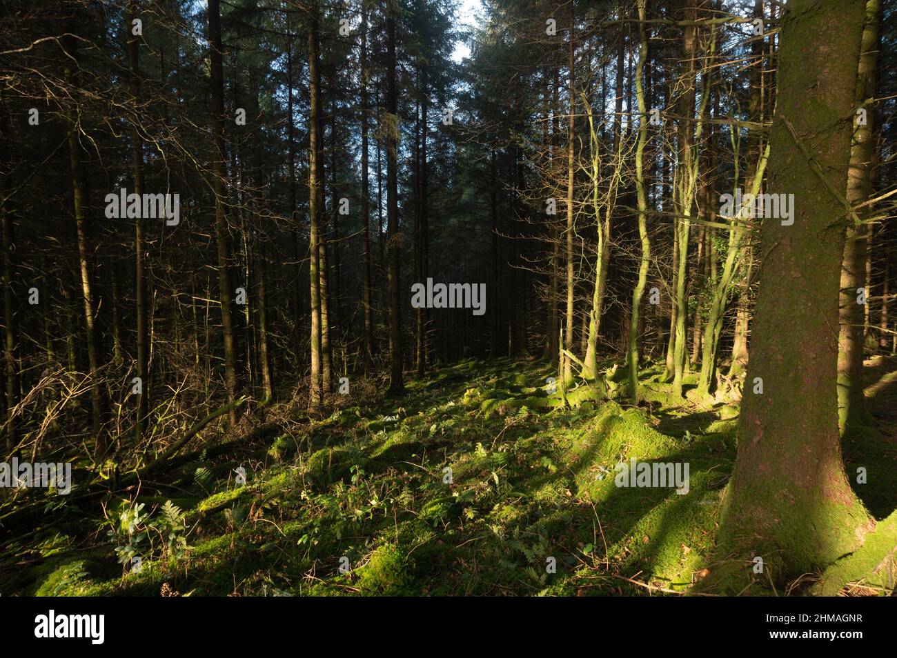 Piantagione di conifere Sitka. Mynydd Llanybyther, foresta di Brechfa. Foto Stock