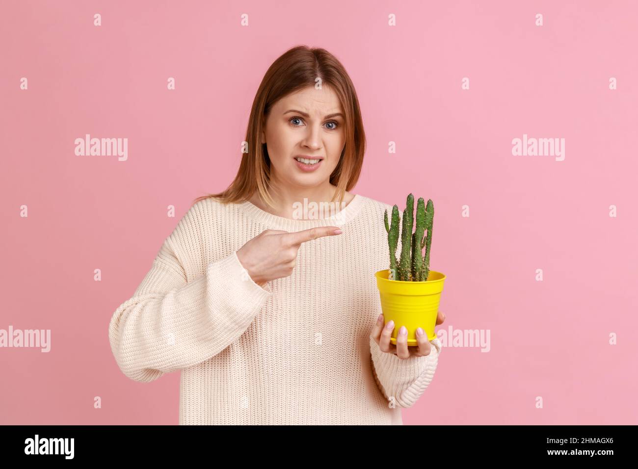 Ritratto di giovane donna bionda adulta con volto accigliato che tiene e punta al vaso giallo fiore con pungente fiore di cactus, indossando maglione bianco. Studio interno girato isolato su sfondo rosa. Foto Stock