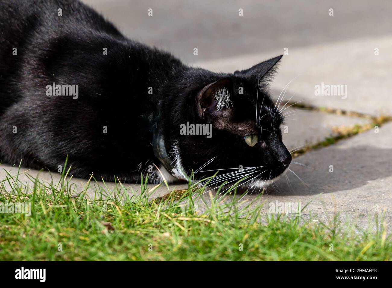 Un gatto che guarda la sua preda Foto Stock