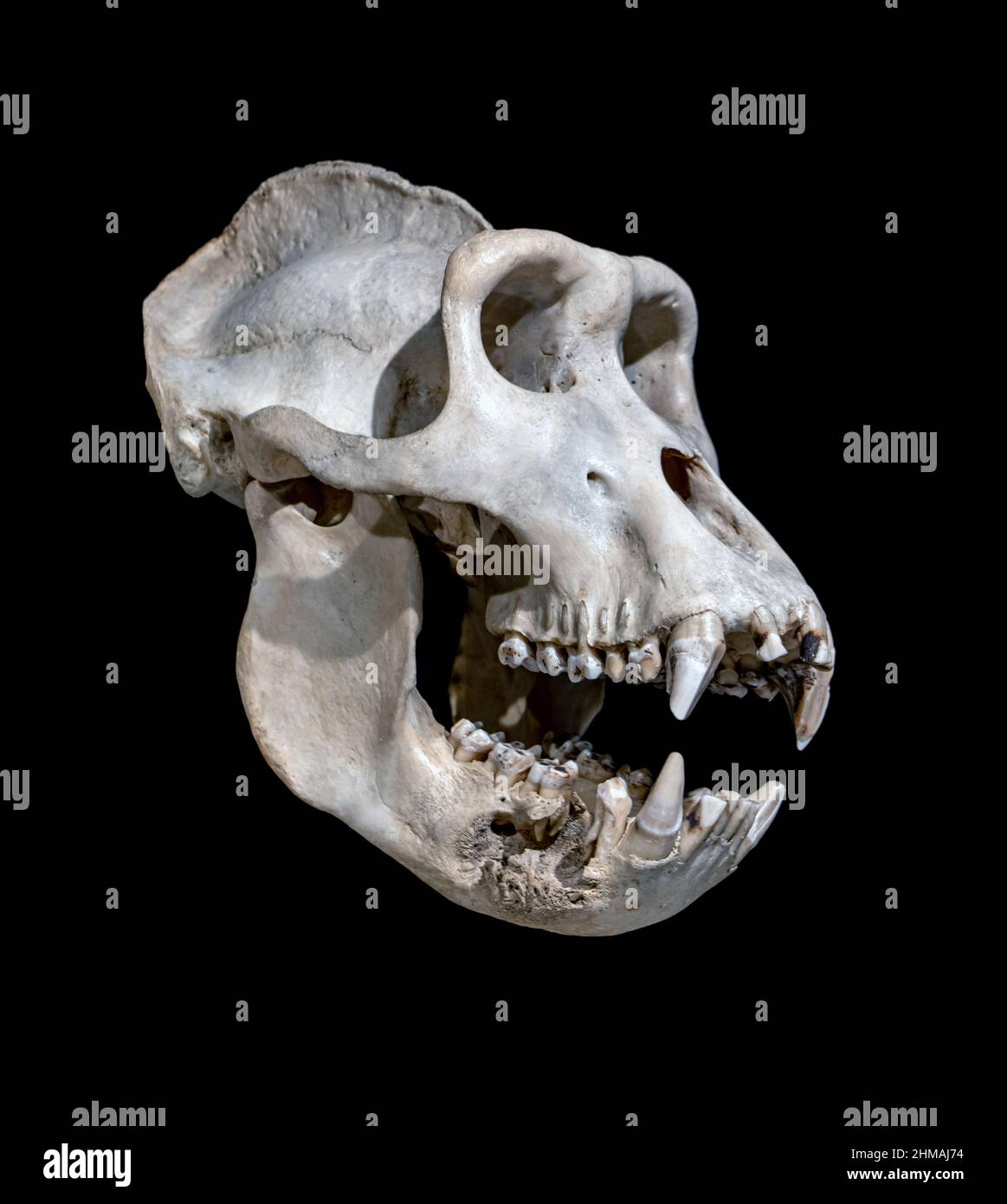 Il cranio del gorilla occidentale della pianura su sfondo nero. Foto Stock