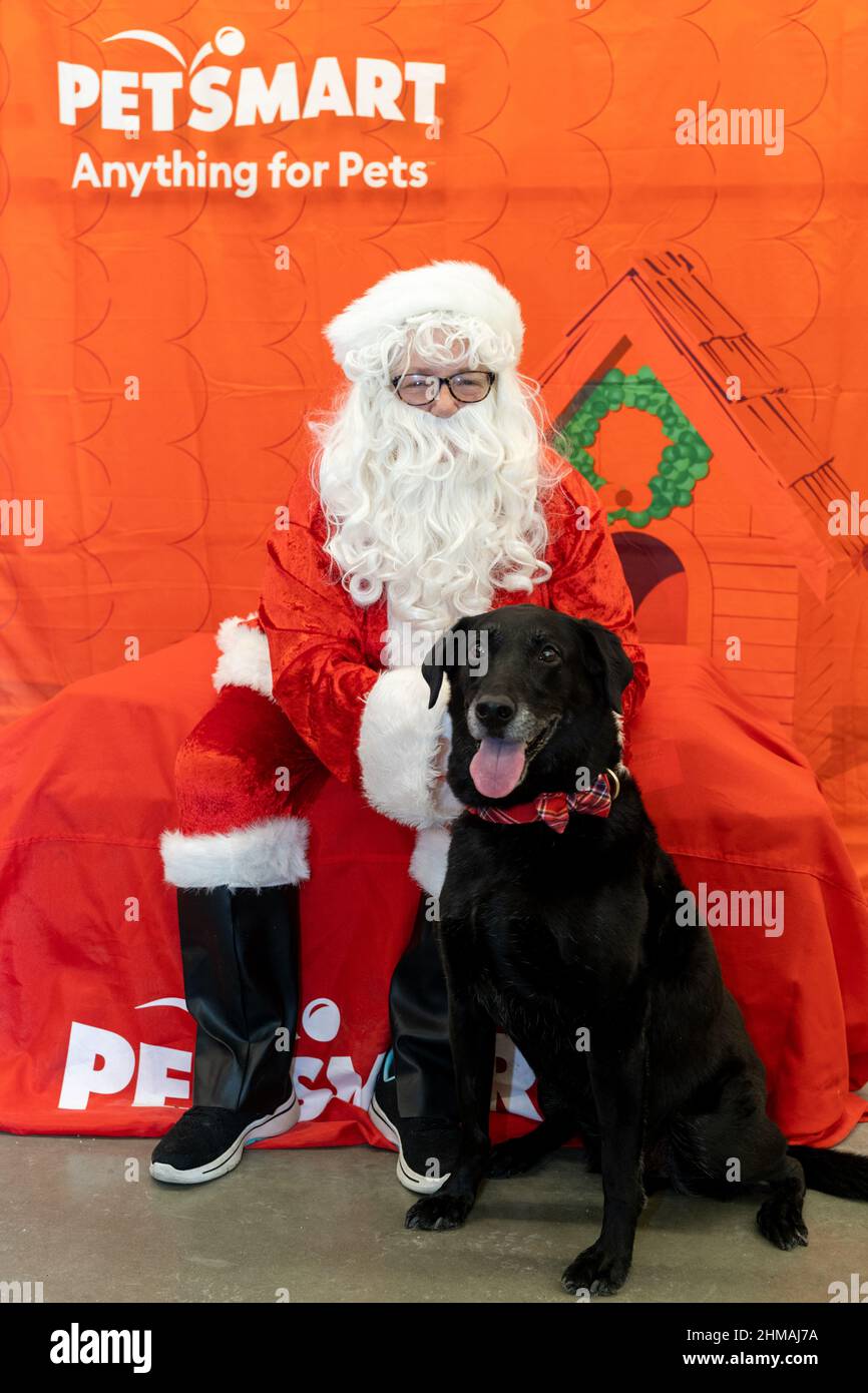 Plymouth, Minnesota - 18 dicembre 2021: Happy black labrador Retriever cane pone con Babbo Natale a un PetSmart per le immagini di Natale nel negozio Foto Stock