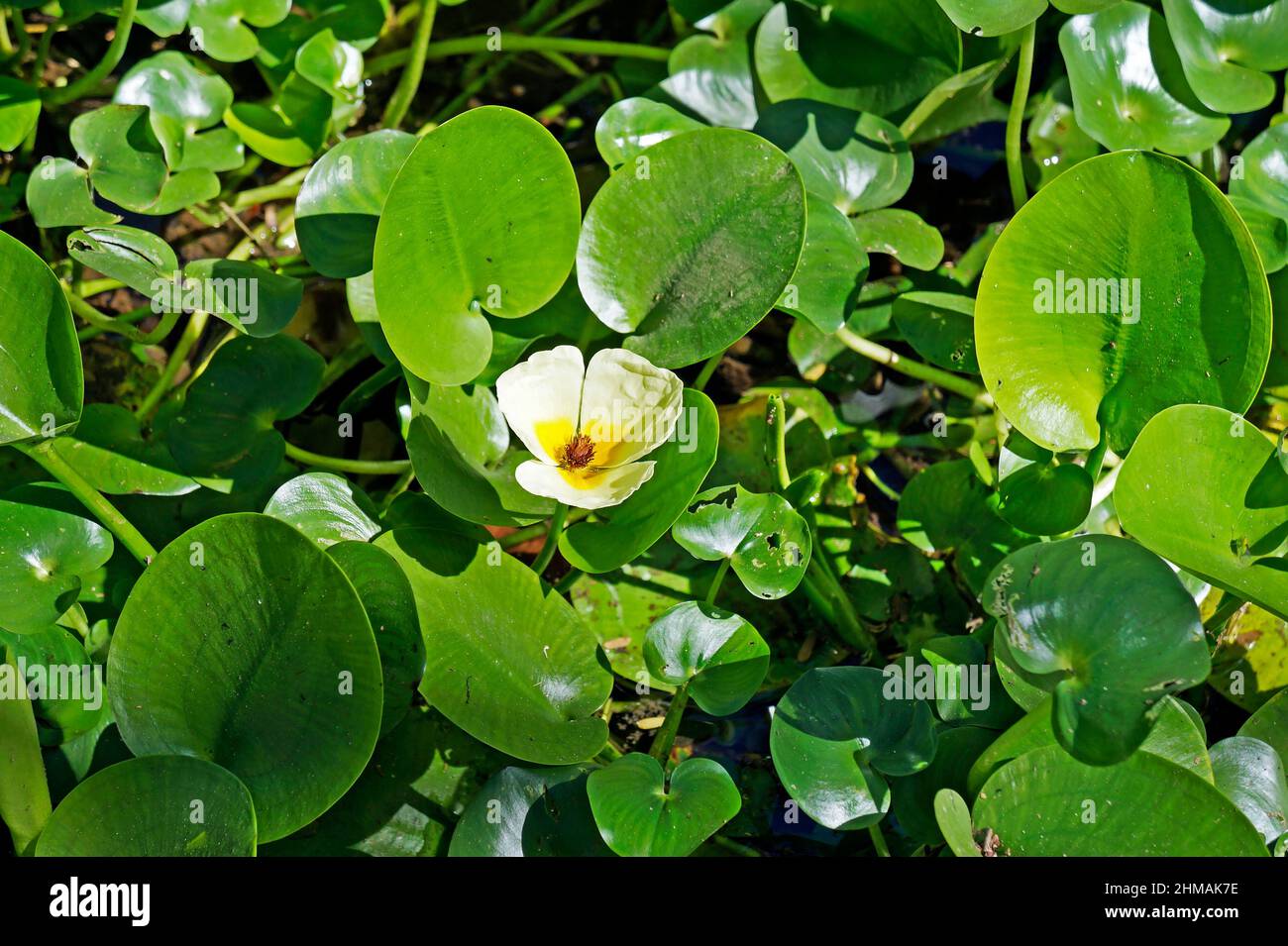 Fiore di papavero d'acqua (Hydrocleys nymphoides) Foto Stock