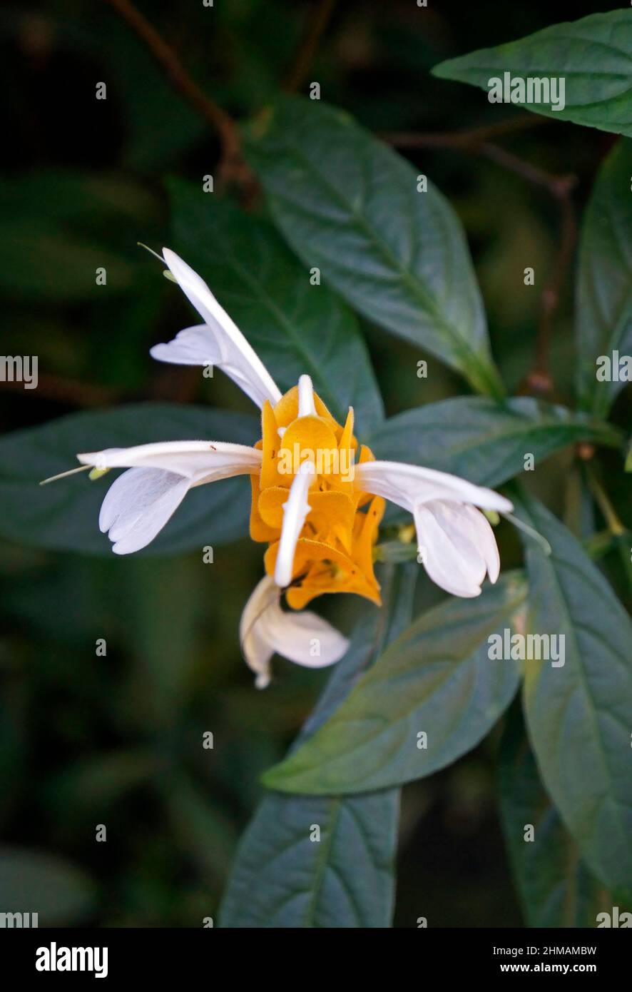 Fiore di pianta di gamberetti d'oro (Pachystachys lutea) Foto Stock