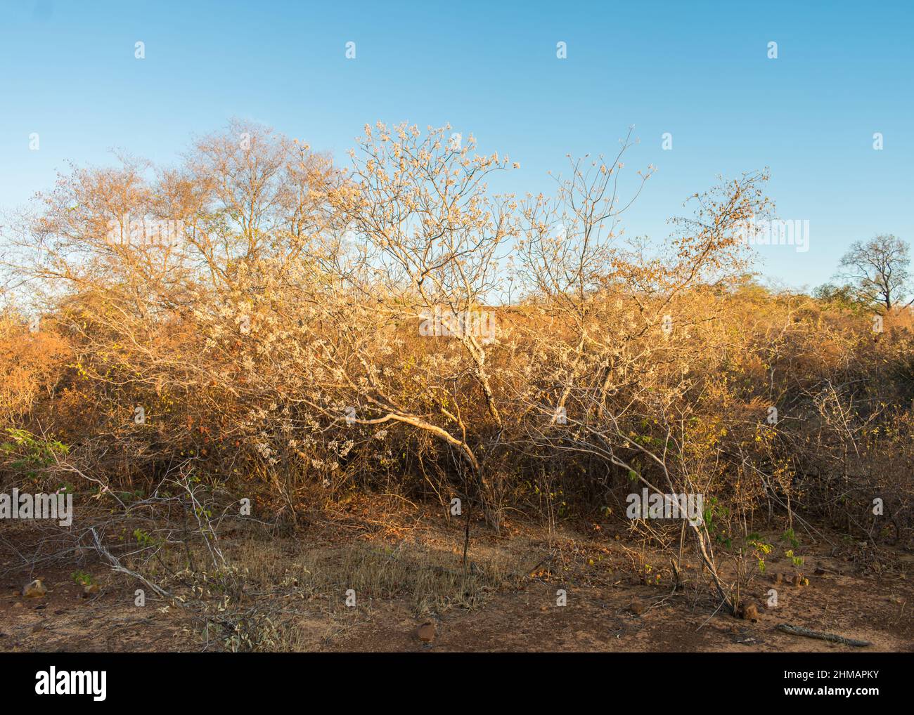 Pau moco (Luetzelburgia auricolata), albero originario del bioma di Caatinga che fiorisce nella stagione secca (Oeiras, Brasile) Foto Stock