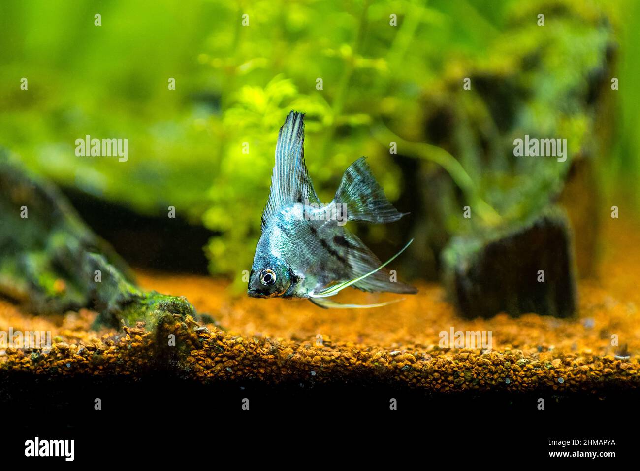 Pesce angelo blu nel pesce candiero con sfondo sfocato (Pterophyllum scalare) Foto Stock
