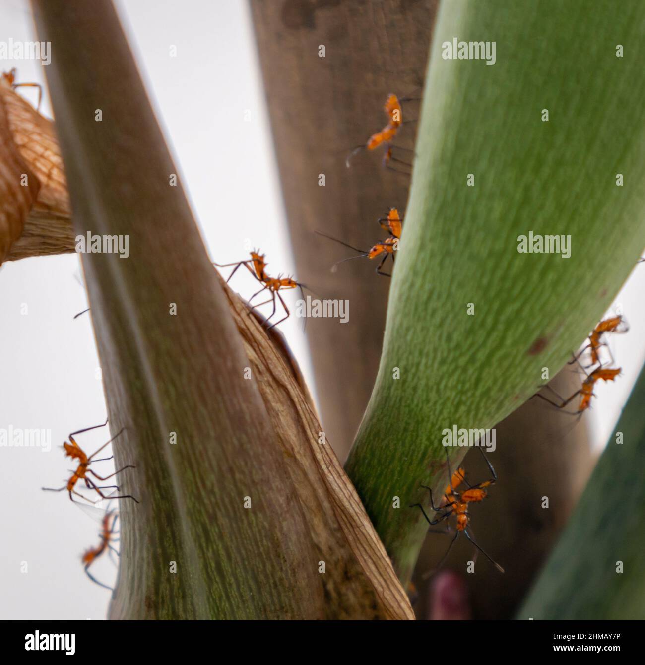 Piccole formiche che lavorano immagini e fotografie stock ad alta  risoluzione - Alamy