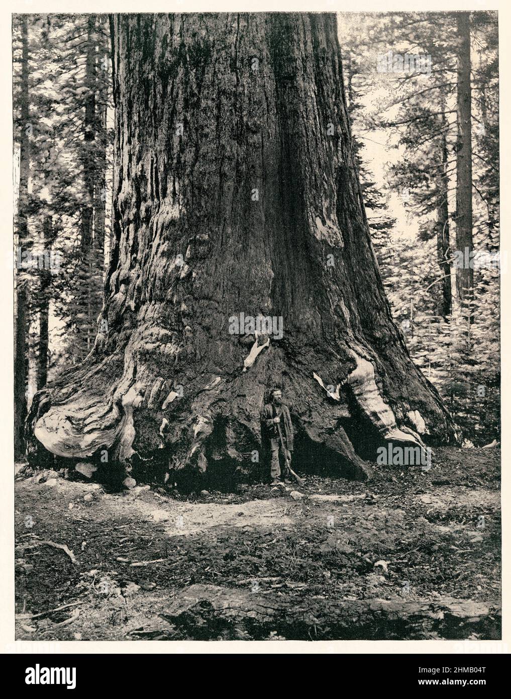Grizzly Giant, una sequoia di 33 piedi di diametro in Mariposa Grove, California, 1890s. Fotografia antica Mezzitono di una fotografia Foto Stock