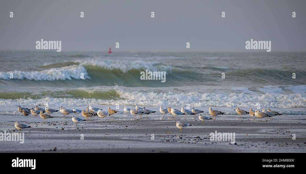 Baie de Somme, Goélands et mouettes au bord de Leau, vagues et nuages dans le chenal. Foto natura. Foto Stock