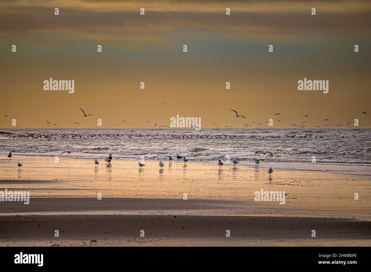 Baie de Somme, Goélands et mouettes au bord de Leau, vagues et nuages dans le chenal. Foto natura. Foto Stock