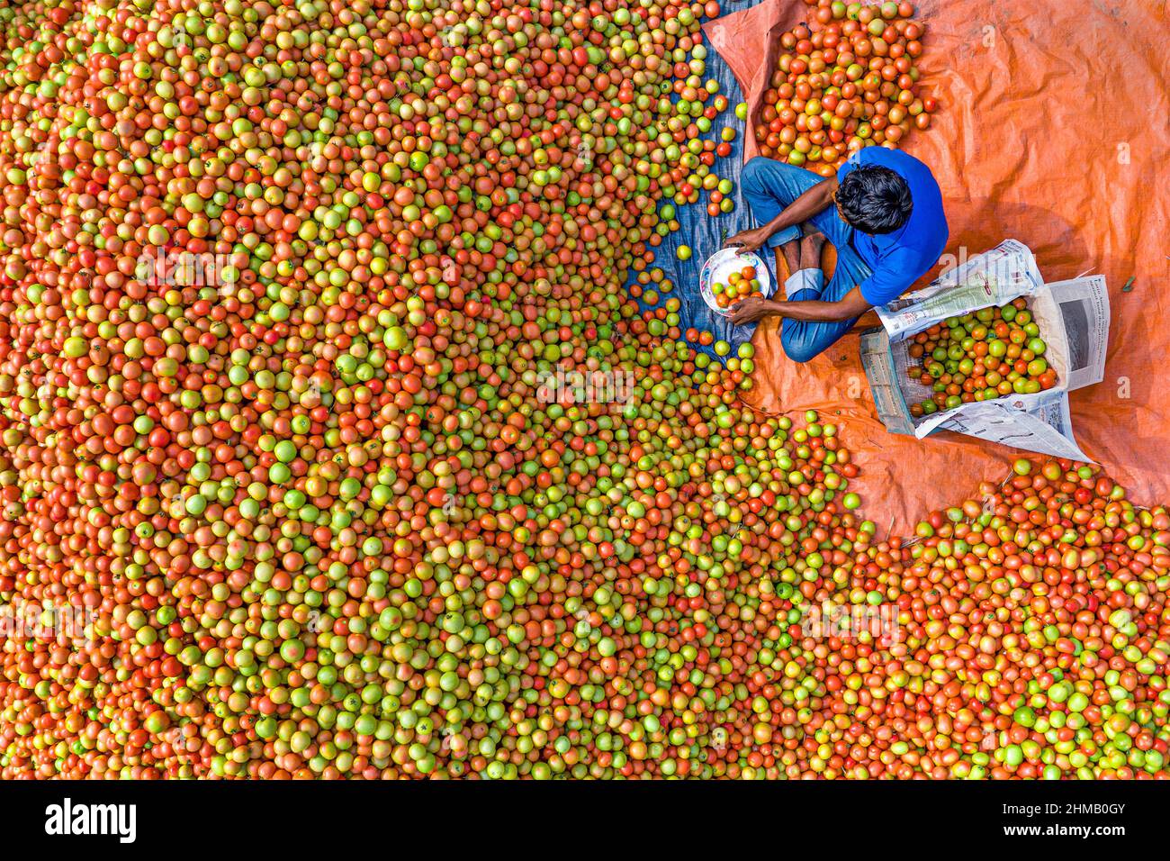Gli agricoltori stanno ordinando e confezionando pomodori rossi freschi crudi per la vendita. Foto Stock
