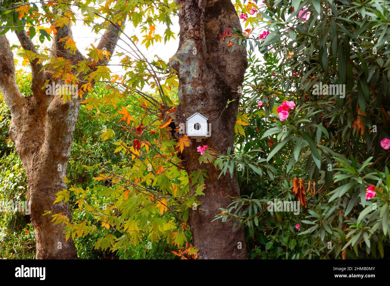 Birdhouse bianca. Birdhouse sull'albero nella foresta. Foto di sfondo habitat o fauna selvatica. Foto Stock