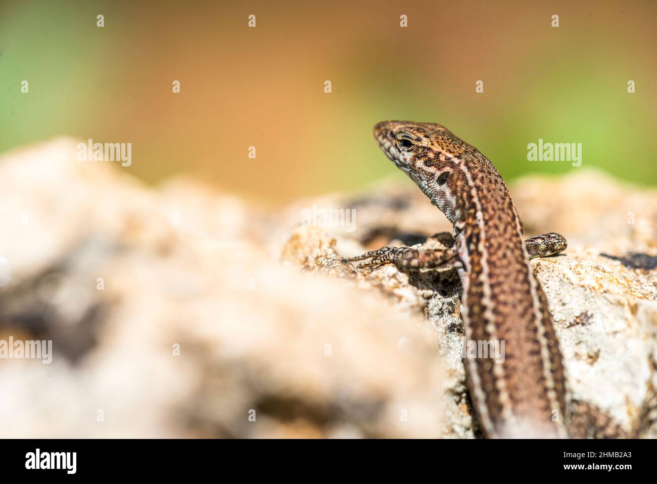 Podarcis cretensis, la lucertola cretese, è una specie di lucertola lacertide endemica di Creta. Foto Stock