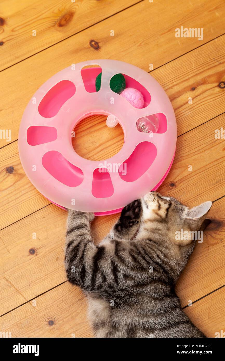 Un gattino giovane sdraiato e giocando con un giocattolo pazzo cerchio Foto Stock
