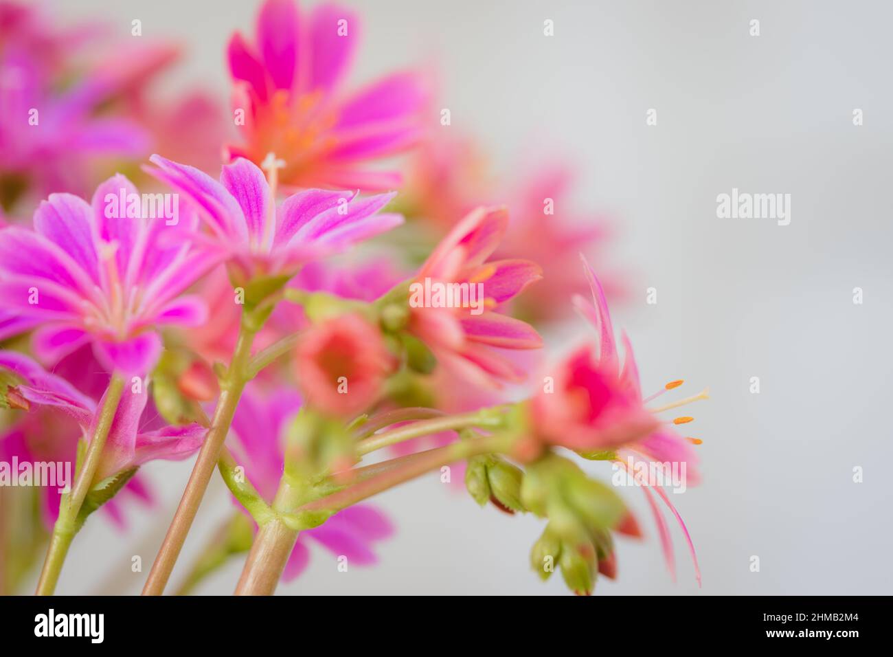 Gruppo di fiori succulenti della serie 'Sunset Series' di Lewisia rosa vibrante in cotiledone Foto Stock