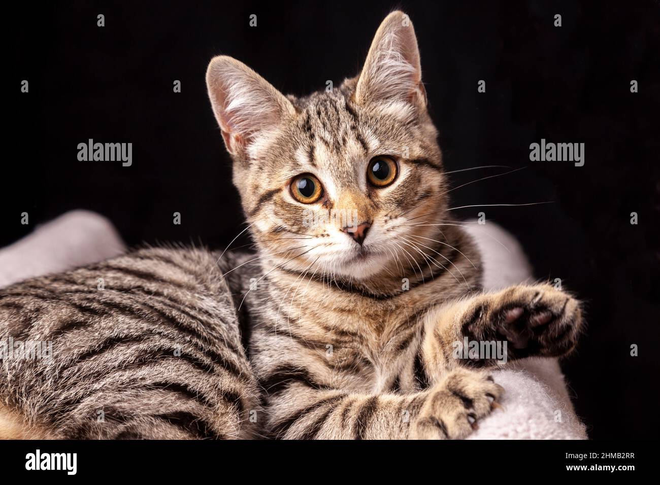 Ritratto di un carino gattino di sei mesi su sfondo nero Foto Stock