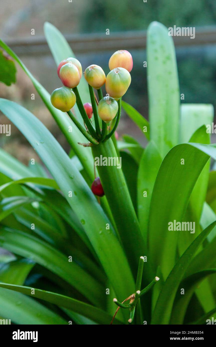 Clivia è un genere di piante da fiore monocotte originarie dell'Africa australe. Provengono dalla famiglia Amaryllidaceae, Foto Stock