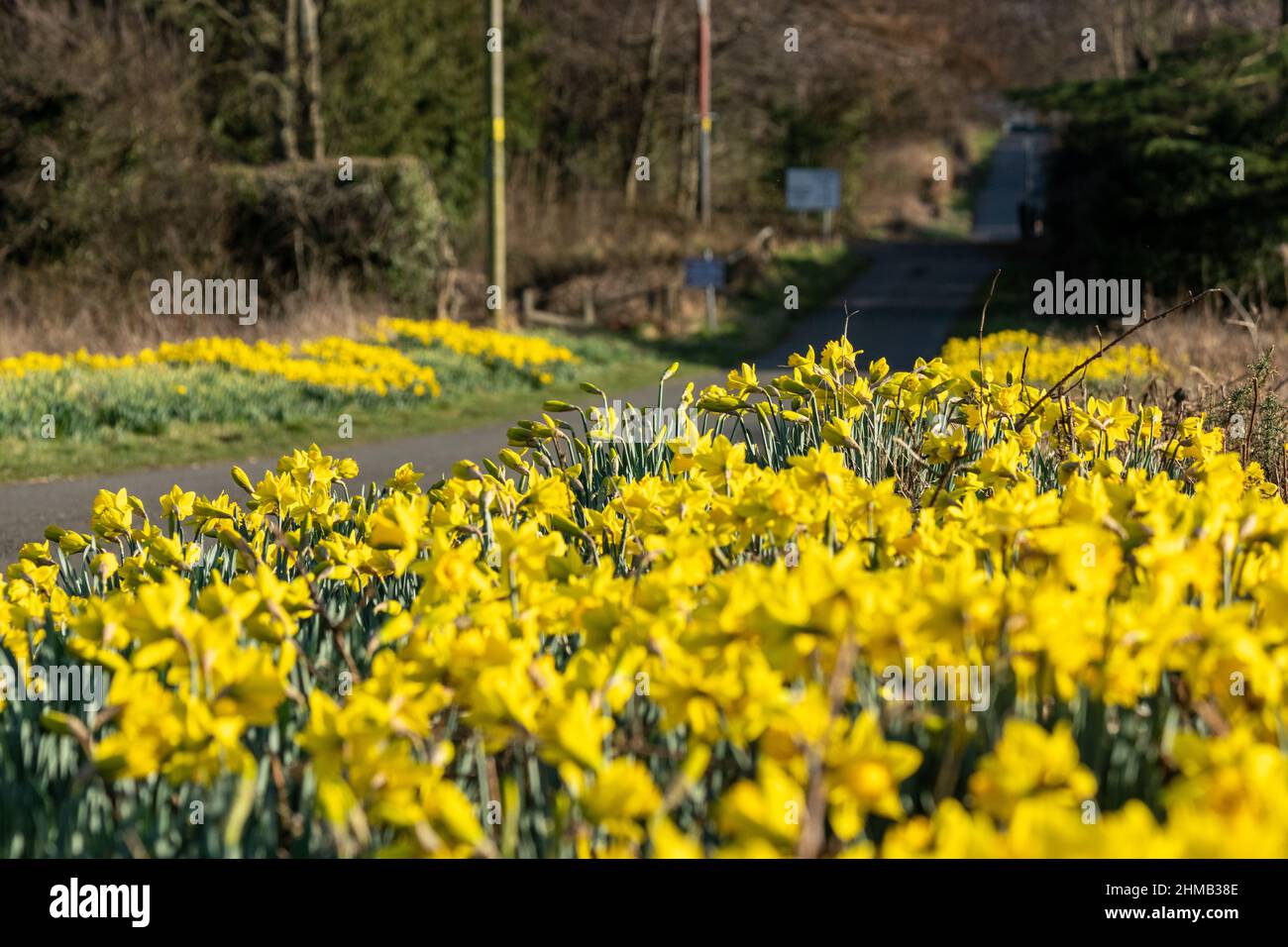 Masse di narcisi lungo la Fife sentiero costiero vicino a Dalgety Bay Fife Scozia. Foto Stock