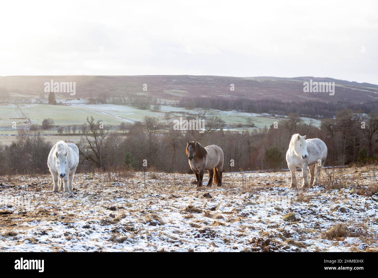 tre cavalli in piedi in campo nevoso in inverno Foto Stock