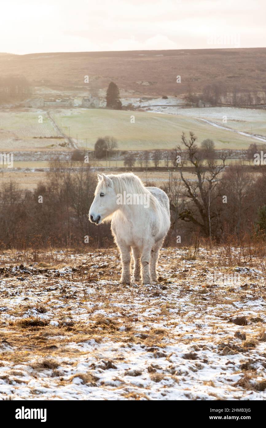 un cavallo bianco in piedi in campo nevoso in inverno Foto Stock