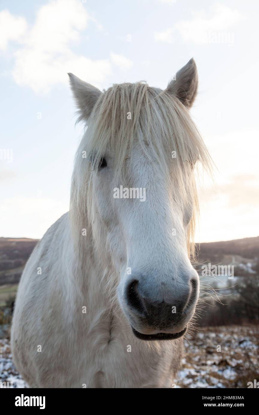 Un cavallo bianco in piedi nel freddo campo nevoso in Scozia. Foto Stock