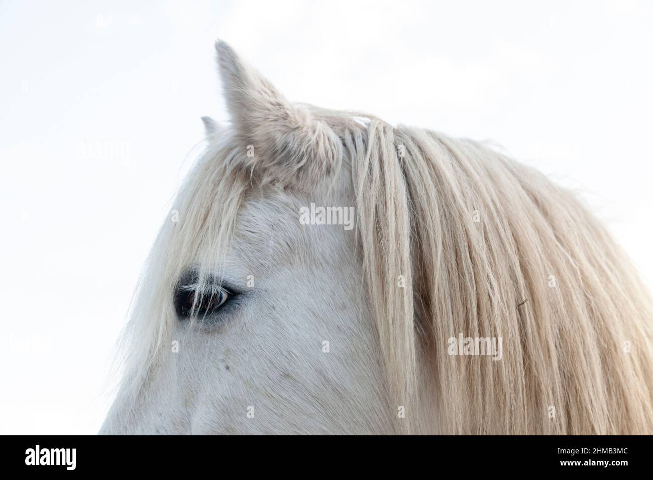 Un primo piano di un occhio di cavalli bianchi e orecchie. Foto Stock