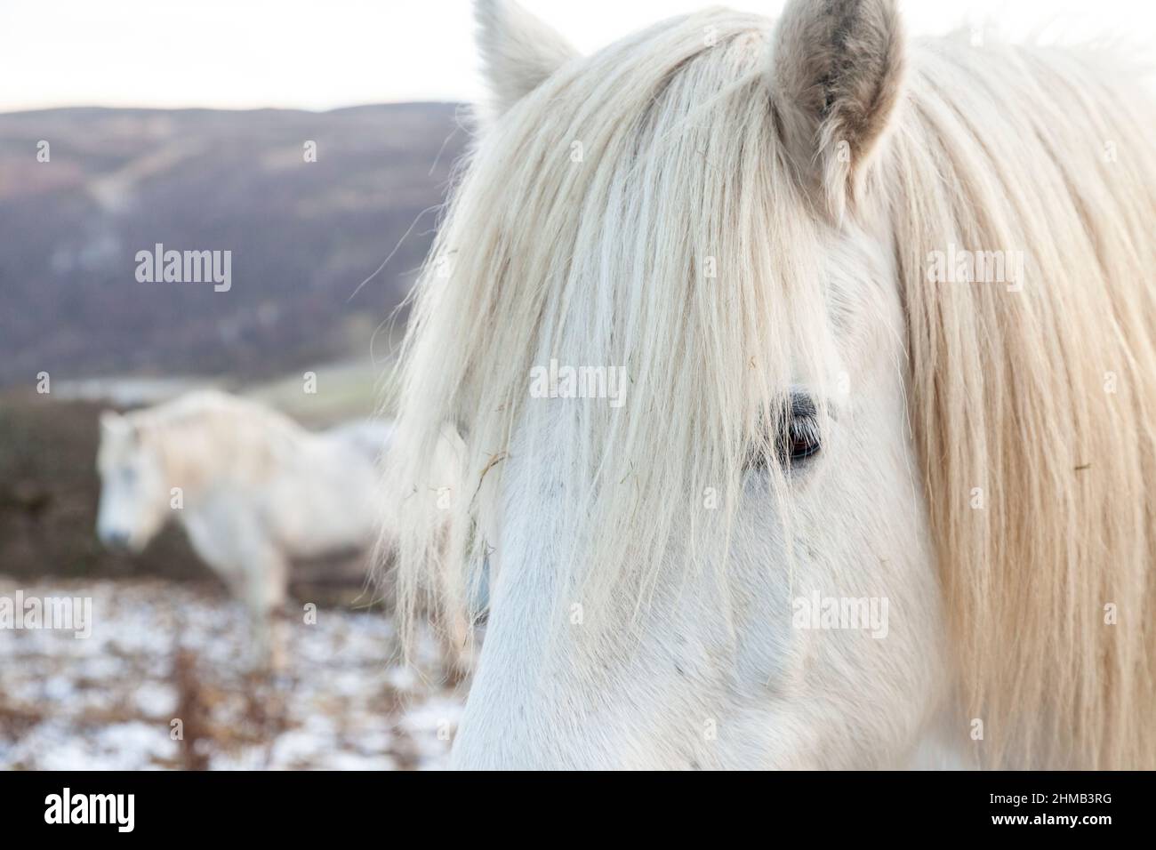Un cavallo bianco in piedi nel freddo campo nevoso in Scozia. Foto Stock