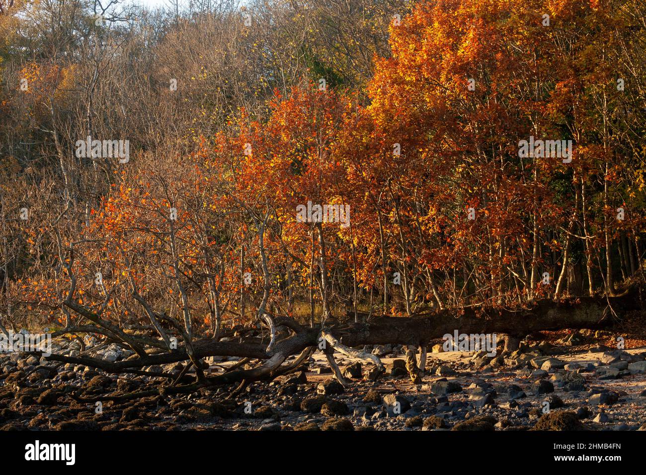 Un albero caduto con rami che crescono verso l'alto, gravitropismo Foto Stock