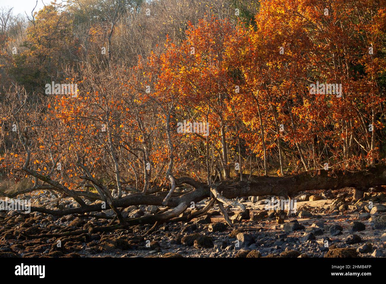 Un albero caduto con rami che crescono verso l'alto, gravitropismo Foto Stock