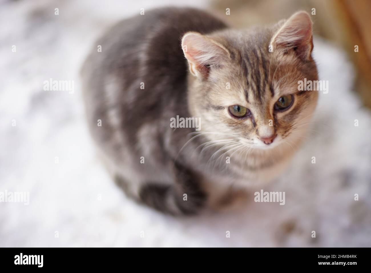 Il giovane gattino grigio tartaruga si siede su un marciapiede innevato nella giornata invernale. Foto Stock