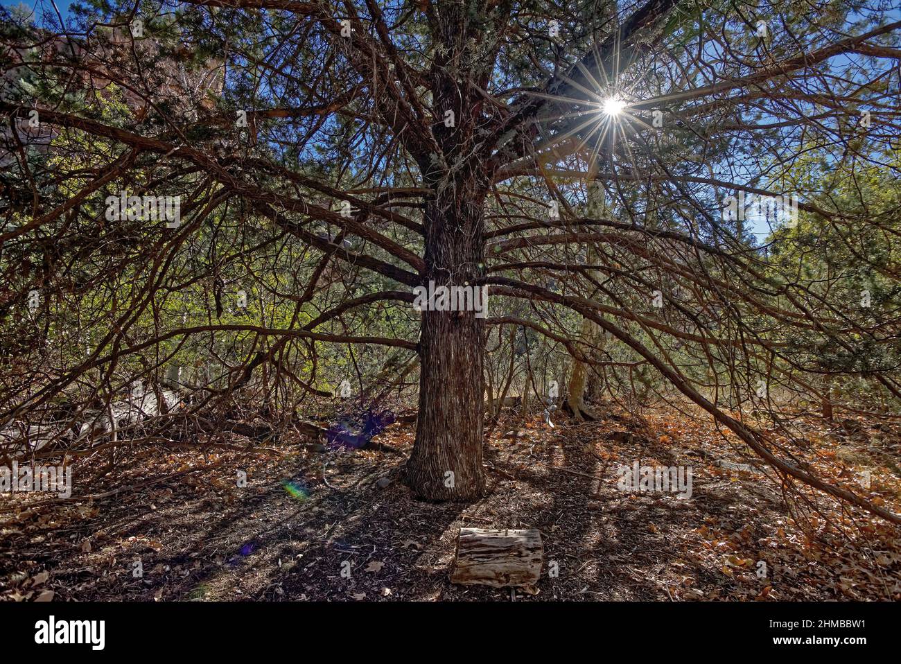 HDR composizione di un vecchio pino con la lente del sole che si alza attraverso i rami. Composto da 2 esposizioni. Le foto sono state scattate a Oak Creek Canyon Foto Stock