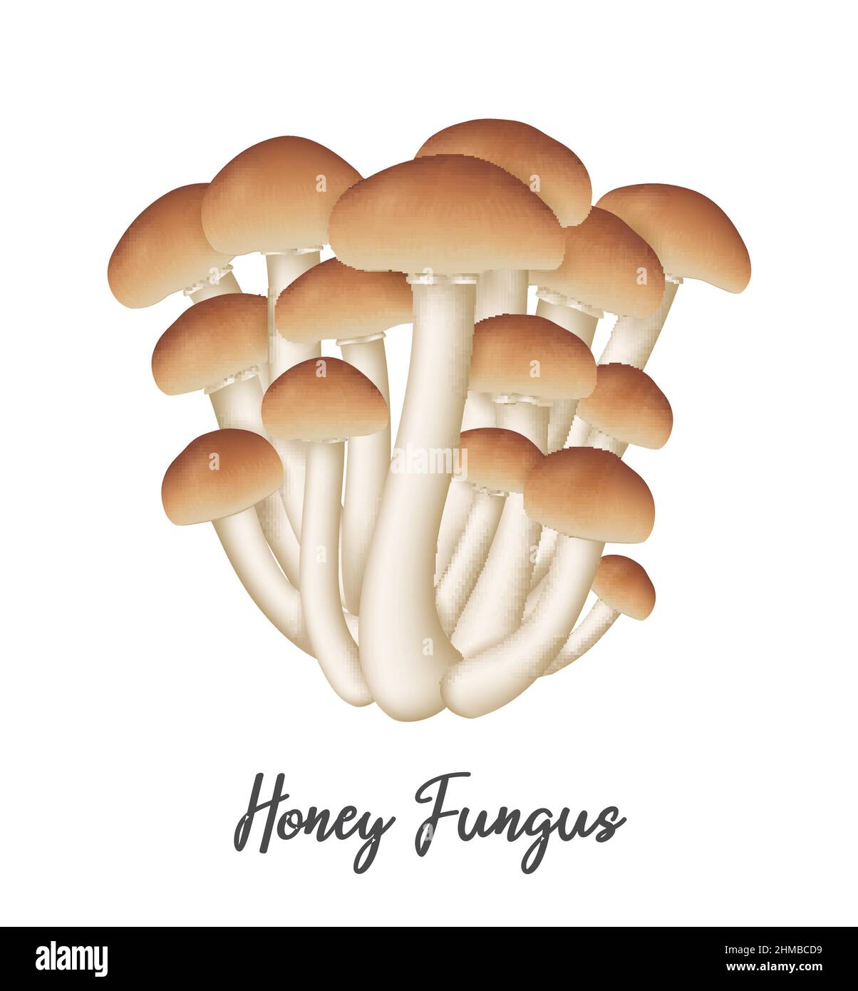 Funghi al Fungo del miele su sfondo bianco, ingrediente alimentare naturale, illustrazione vettoriale realistica primo piano Illustrazione Vettoriale