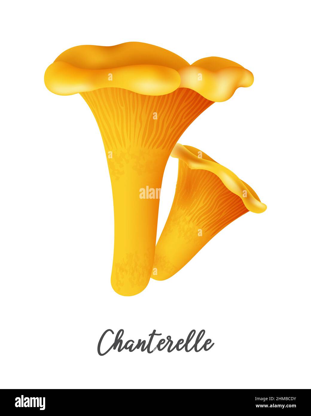 Chanterelle funghi su sfondo bianco, ingrediente alimentare naturale, realistico vettore illustrazione primo piano Illustrazione Vettoriale