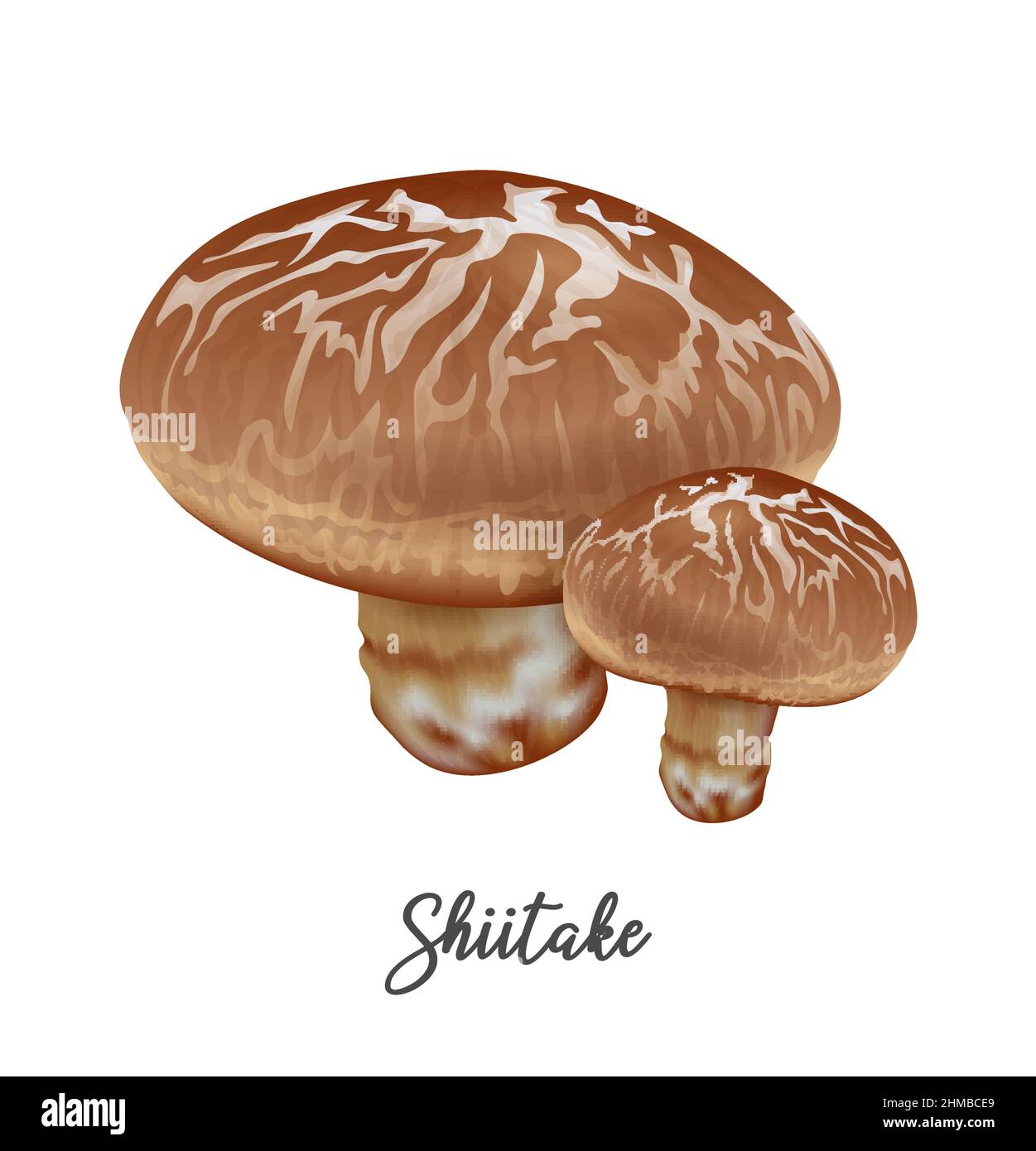 Shiitake funghi su sfondo bianco, ingrediente alimentare naturale, realistico vettore illustrazione primo piano Illustrazione Vettoriale
