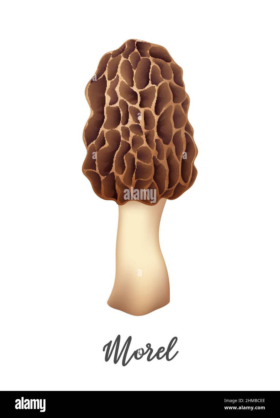 Morel funghi su sfondo bianco, ingredienti alimentari naturali, realistico vettore illustrazione primo piano Illustrazione Vettoriale
