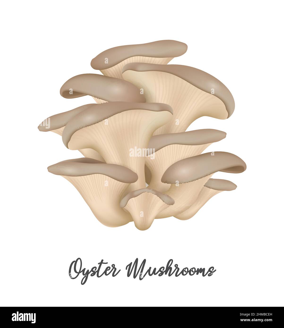 Funghi Oyster su sfondo bianco, ingredienti alimentari naturali, illustrazione vettoriale realistica primo piano Illustrazione Vettoriale