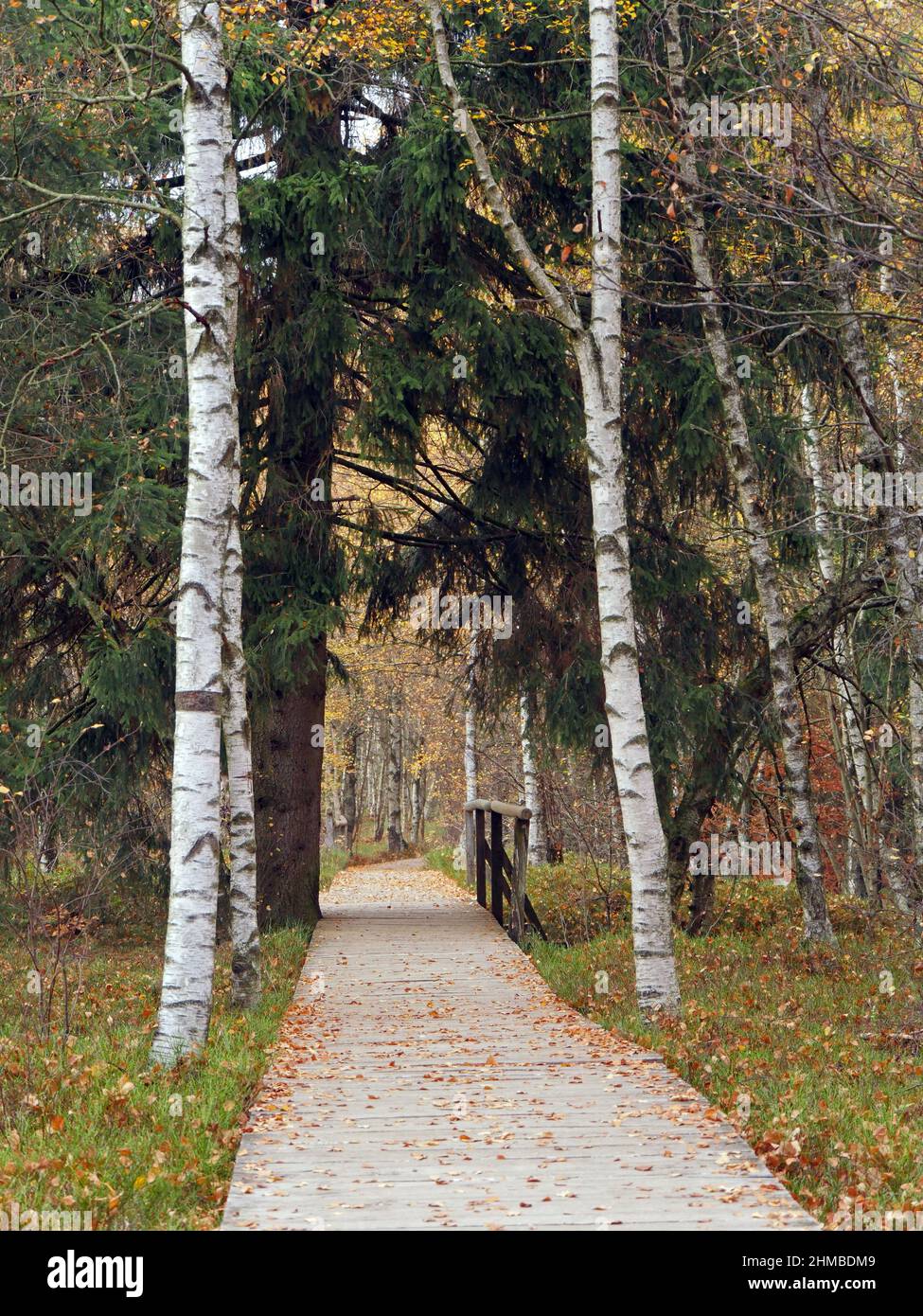 Red Moor, Boardwalk fiancheggiato da alberi di betulla Carpazi, Hessian Rhön Foto Stock