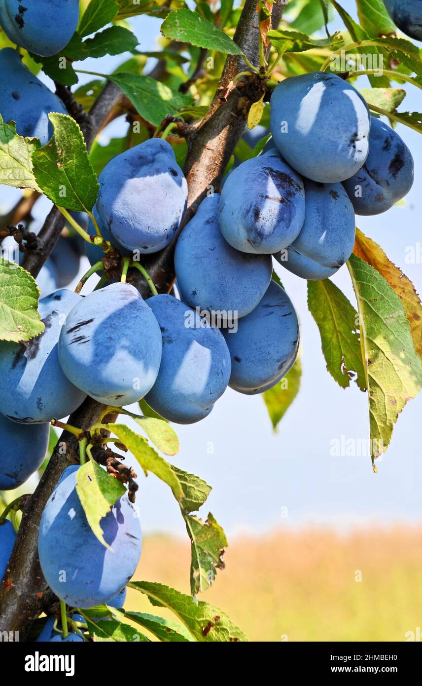 Coltivazione di prugne in Serbia Foto Stock