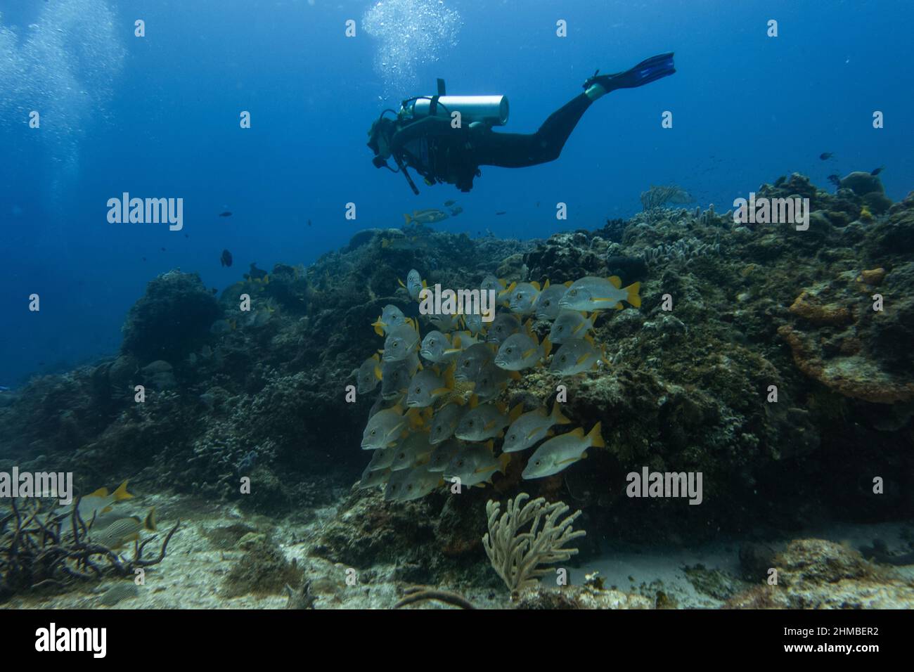 immersioni subacquee subacquea intorno alla barriera corallina e una scuola di pesce Foto Stock
