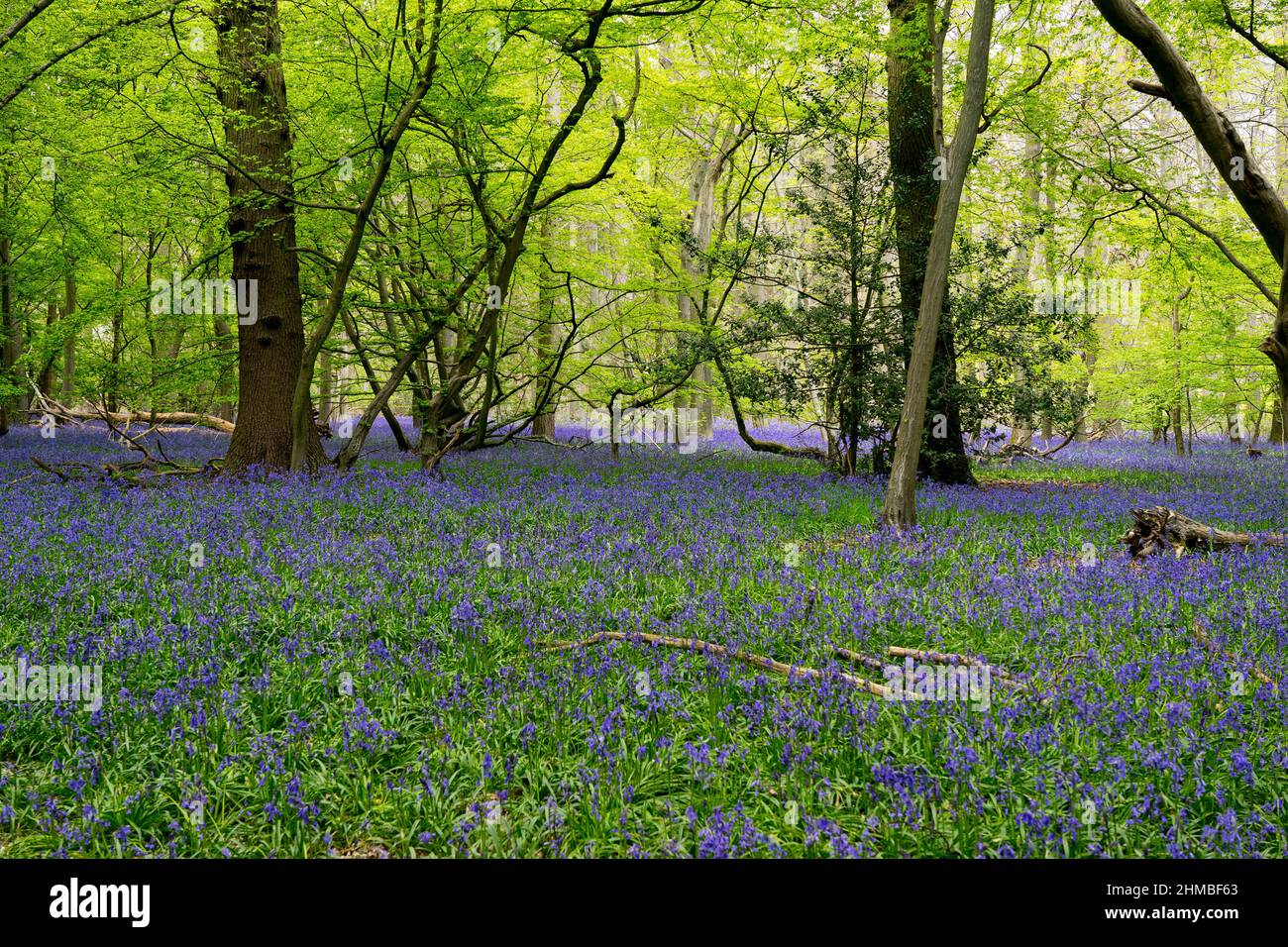 Bluebells tappezzeria un legno in Hertfordshire, Inghilterra Foto Stock